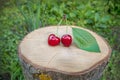 Two ripe red cherries on a wooden stump Royalty Free Stock Photo