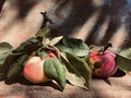 Two ripe red just picked apples with spots and green leaves still life on a shabby wood and rusted metal Royalty Free Stock Photo