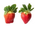 Two ripe red strawberries with green leaves isolated on white Royalty Free Stock Photo