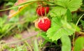 Two ripe red strawberries hang on a bush near the ground Royalty Free Stock Photo
