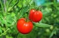 Two ripe red tomatoes grow in a greenhouse. Close-up Royalty Free Stock Photo