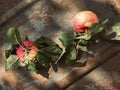 Two ripe red and yellow just picked apples with spots and green leaves flat lay on a shabby rusty metal and old wood. Royalty Free Stock Photo