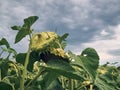 Two ripe sunflowers are leaning towards each other, there is no sun in the sky, cloudy weather Royalty Free Stock Photo