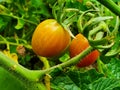Two almost ripe tomatoes, still iridescent red, yellow and green, still on the tomato plant, with its green branches and trunks Royalty Free Stock Photo