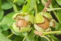 Walnuts inside their cracked green husks on tree