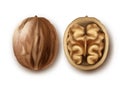 Two ripe walnuts Royalty Free Stock Photo