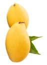 Two ripe yellow mango fruits with green leaves in stack isolated on white background with clipping path Royalty Free Stock Photo