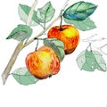 Two ripe yellow orange apples on a branch with green leaves, watercolor graphic illustration on a white background Royalty Free Stock Photo