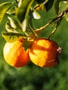 Two ripe yellow orange hanging on a tree branch with leaves. A large insect a gray mantis predator sitting on a fruit. Wild life Royalty Free Stock Photo