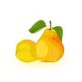 Two ripe yellow pears with green leaves. Summer sweet juicy snack. Delicious fruit.