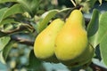 Two ripe yellow pears hanging on a tree Royalty Free Stock Photo
