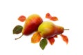 Two ripe yellow-red juicy pears and leaves pear tree on white background. Top view, flat lay Royalty Free Stock Photo