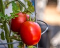 Two Roman tomatoes ripen on vine Royalty Free Stock Photo