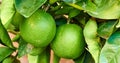 Two ripening limes growing on a tree in a yard or organic agriculture orchard farm. Closeup of lush citrus fruit plant Royalty Free Stock Photo