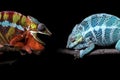 Two rival male panther chameleons on a black background Royalty Free Stock Photo