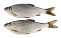 Two river fish, roach over white