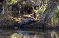 Two River Otter in beaver swamp, Georgia USA