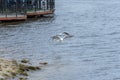 Two rivergull soars high above the water. Common gulls fly.