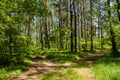 Two roads diverged in different directions in a green forest Royalty Free Stock Photo