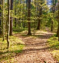 Two Roads diverged in a Wood and I took Royalty Free Stock Photo