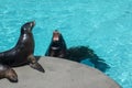 Two roaring sea lions in a heavenly turquoise swimming pool . Two elder seal lions and one baby catting and relaxing showing teath Royalty Free Stock Photo