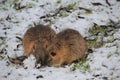 Two rodents are looking for food in the winter forest