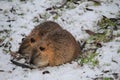 Two rodents are looking for food in the winter forest