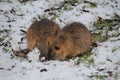 Two rodents are looking for food in the winter forest