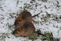 Two rodents are looking for food in the winter forest