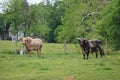 Two Rodeo Bulls out on the ranch. Royalty Free Stock Photo