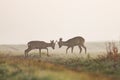 Two roe deer bucks standing against each other during territorial duel.