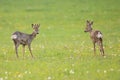 Two roe deer bucks standing on a meadow and looking on each other in spring Royalty Free Stock Photo