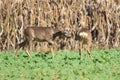 Two Roe Deer, Capreolus capreolus Royalty Free Stock Photo