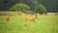 Two roe deer in love walking on green grass in natural environment in summer. Royalty Free Stock Photo