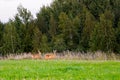 Two roe deer on the edge of the forest in a natural environment