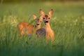 Two roe deer fawns standing on medaow in summertime nature Royalty Free Stock Photo