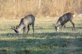 Two roe deer grazing Royalty Free Stock Photo