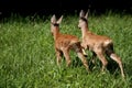 Two roe deer in meadow near forest in the summer