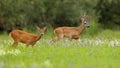 Two roe deer pasturing in wildflowers in summer nature Royalty Free Stock Photo