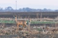 Two roe deer standing on agricultural crop field. Capreolus capreolus.