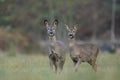 Two roe deer standing on meadow. Capreolus capreolus. European wildlife scene.