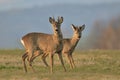 Two roe deer standing on meadow. Capreolus capreolus.