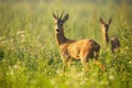 Two roe deer standing on meadow in summertime nature.