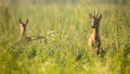 Two roe deer standing in wildflowers in summer nature. Royalty Free Stock Photo