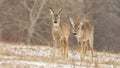 Two roe deer walking on meadow while snow is falling around in winter Royalty Free Stock Photo