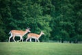 Two roe deers on a meadow Royalty Free Stock Photo