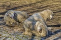 Two Roe deers - stang or Capreolus playing in field