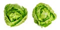 Two Romaine lettuce hearts, green cos lettuce heads, from above Royalty Free Stock Photo