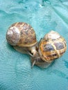 Two Roman snails Royalty Free Stock Photo