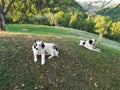Two romanian shepherd dogs Royalty Free Stock Photo